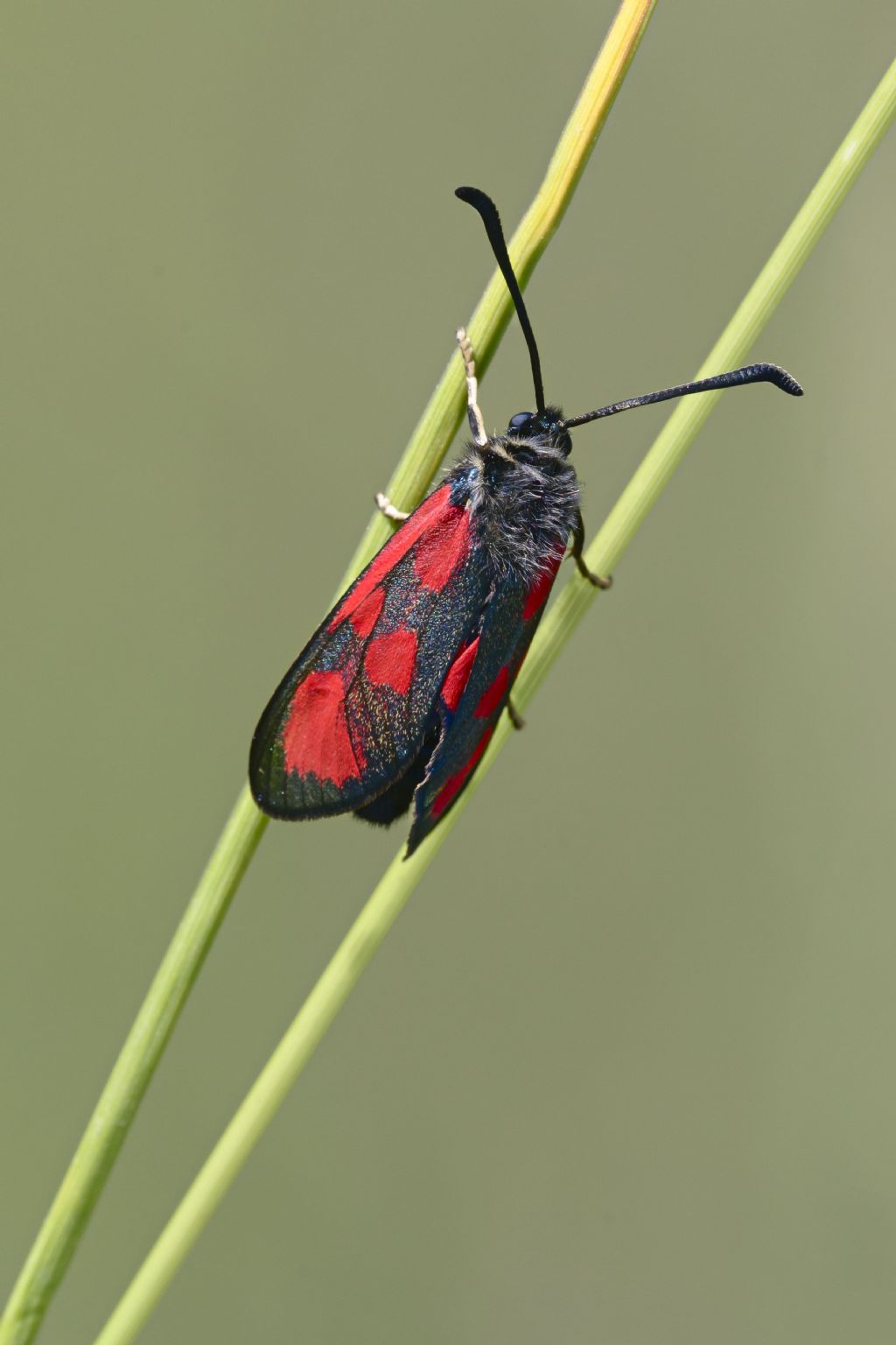 Conferma Zygaena loti ?   S